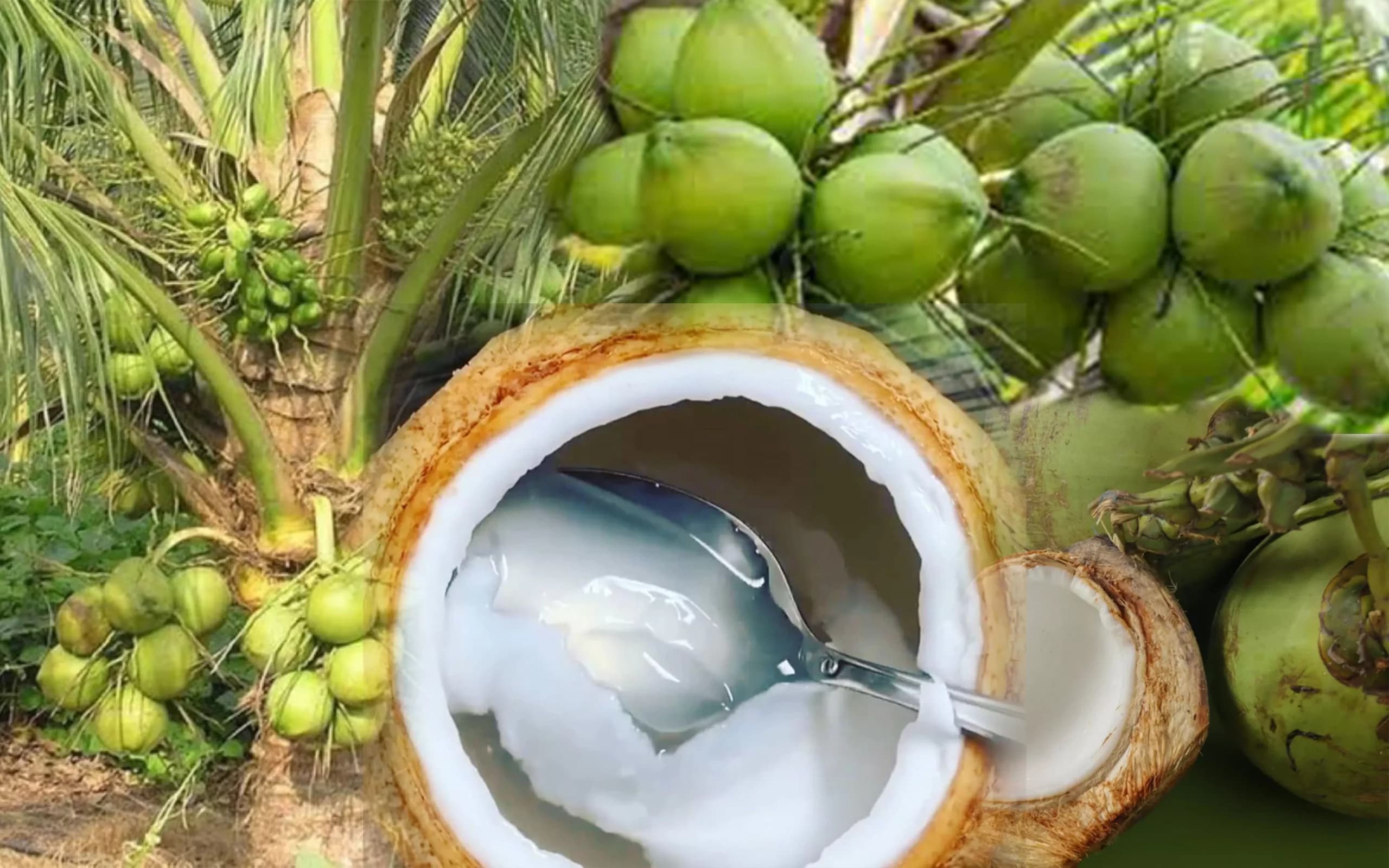 Kelapa Muda